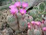 Nikitsky Botanic Garden16.JPG - 